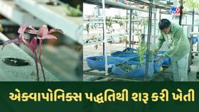 Vadodara : ઇજનેર યુવકે છત પર એક્વાપોનિક્સ પદ્ધતિથી શરૂ કરી ખેતી Vadodara : ઇજનેર યુવકે છત પર એક્વાપોનિક્સ પદ્ધતિથી શરૂ કરી ખેતી
