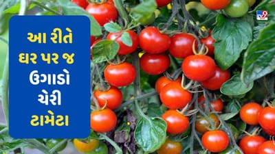 Tomato Variety: ઘર પર ઉગાડો ટામેટાની આ જાત, મળશે બમ્પર ઉત્પાદન