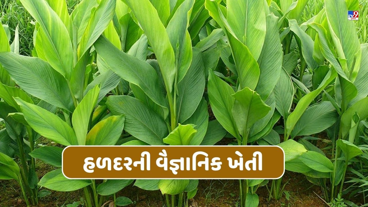 Turmeric Farming: હળદરની વૈજ્ઞાનિક ખેતી, સંપૂર્ણ માહિતી માટે જુઓ Video