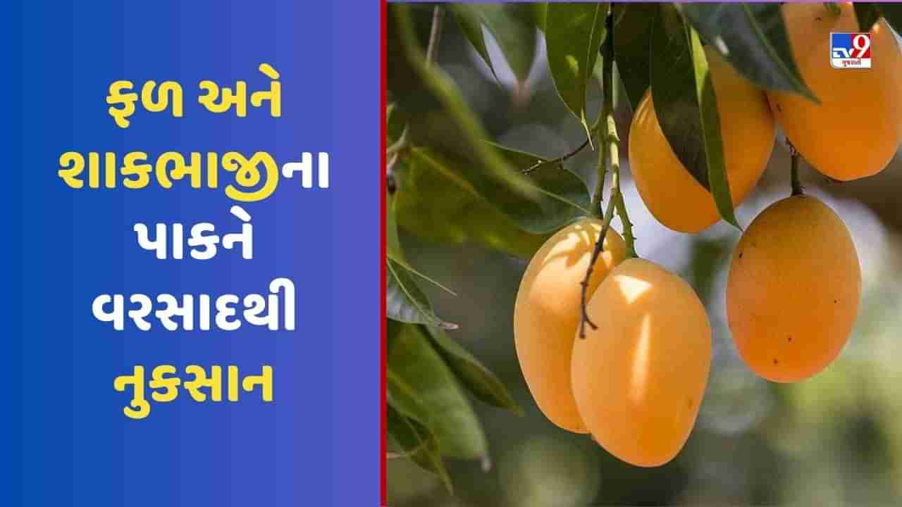 સામાન્ય માણસના પહોંચથી દૂર થઈ જશે કેરીની મીઠાશ! તરબુચ અને આ ફળો પર પણ થશે વરસાદની અસર