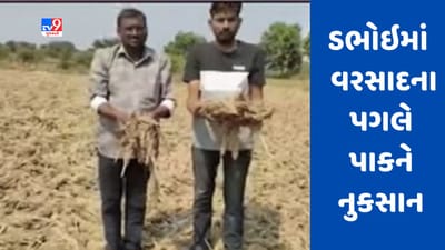 Gujarati Video : વડોદરાના ડભોઇમાં કમોસમી વરસાદના પગલે અનેક પાકોને નુકસાન, પાક નુક્સાનીની ખેડૂતોની માગ Gujarati Video : વડોદરાના ડભોઇમાં કમોસમી વરસાદના પગલે અનેક પાકોને નુકસાન, પાક નુક્સાનીની ખેડૂતોની માગ