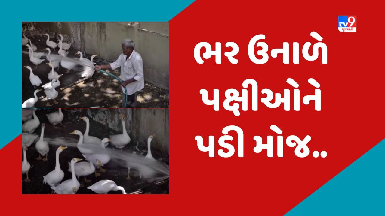 Gujarati Video: પક્ષીઓને ગરમીથી રાહત મળે તે માટે જામનગર મહાનગર પાલિકાનો અનોખો પ્રયાસ