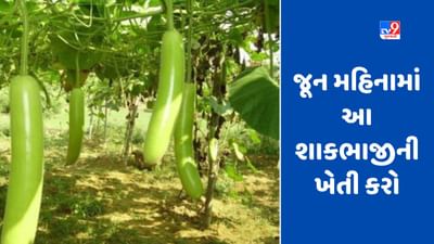 Vegetable Farming : આ શાકભાજી જૂનમાં વાવો, ખેડૂતો લાખોમાં નફો મેળવી શકે છે