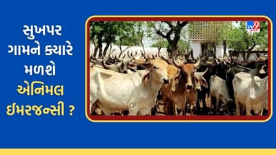 Kutch: કચ્છના સુખપરમાં પશુઓ માટે નથી કોઈ ઈમરજન્સી સેવા, સરકારની કરુણા એનિમલ ઈમરજન્સી માત્ર કાગળ પર