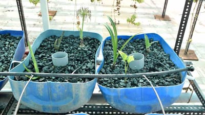 શશાંક ચૌબેએ એક્વાપોનિક્સથી પોતાના ઘરે ટમેટા, કાકડી, દૂધી અને પાનાવાળા શાકભાજીની ખેતી શરૂ કરી છે. માટી વિના થતી આ ખેતીમાં માછલી દ્વારા ઉત્સર્જિત કચરાથી છોડને પાણી સાથે પોષણ આપી ઉછેરવામાં આવે છે.