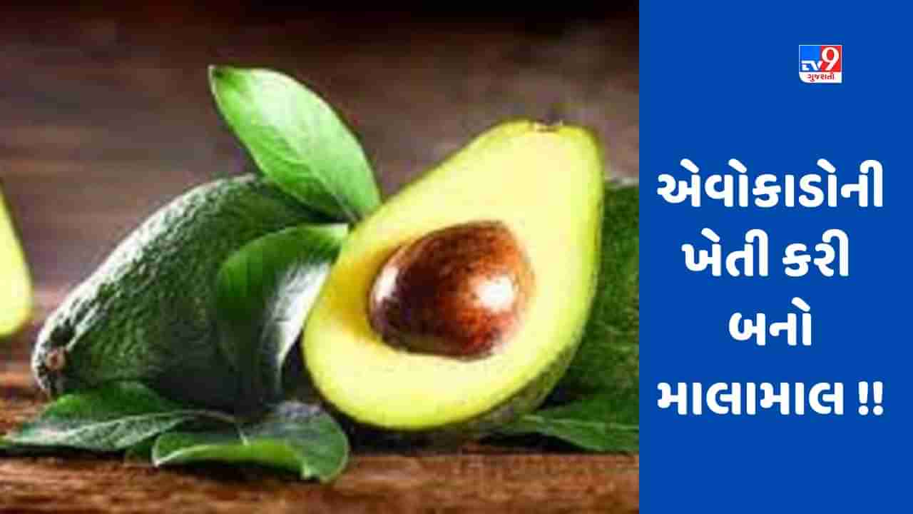 Avocado Fruit : આ ફળની ખેતી કરીને ખેડૂતો બનશે અમીર, માર્કેટમાં 2000 રૂપિયા પ્રતિ કિલો છે ભાવ