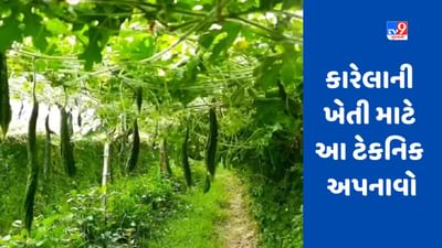 આ ટેકનિકથી કારેલાની ખેતી કરવાથી પાકનો નહીં થાય બગાડ, બંપર ઉપજ મળશે