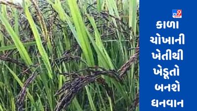 આ ચોખા 500 રૂપિયે કિલો વેચાય છે, ખેડૂતો તેની ખેતી કરતા જ ધનવાન બનશે