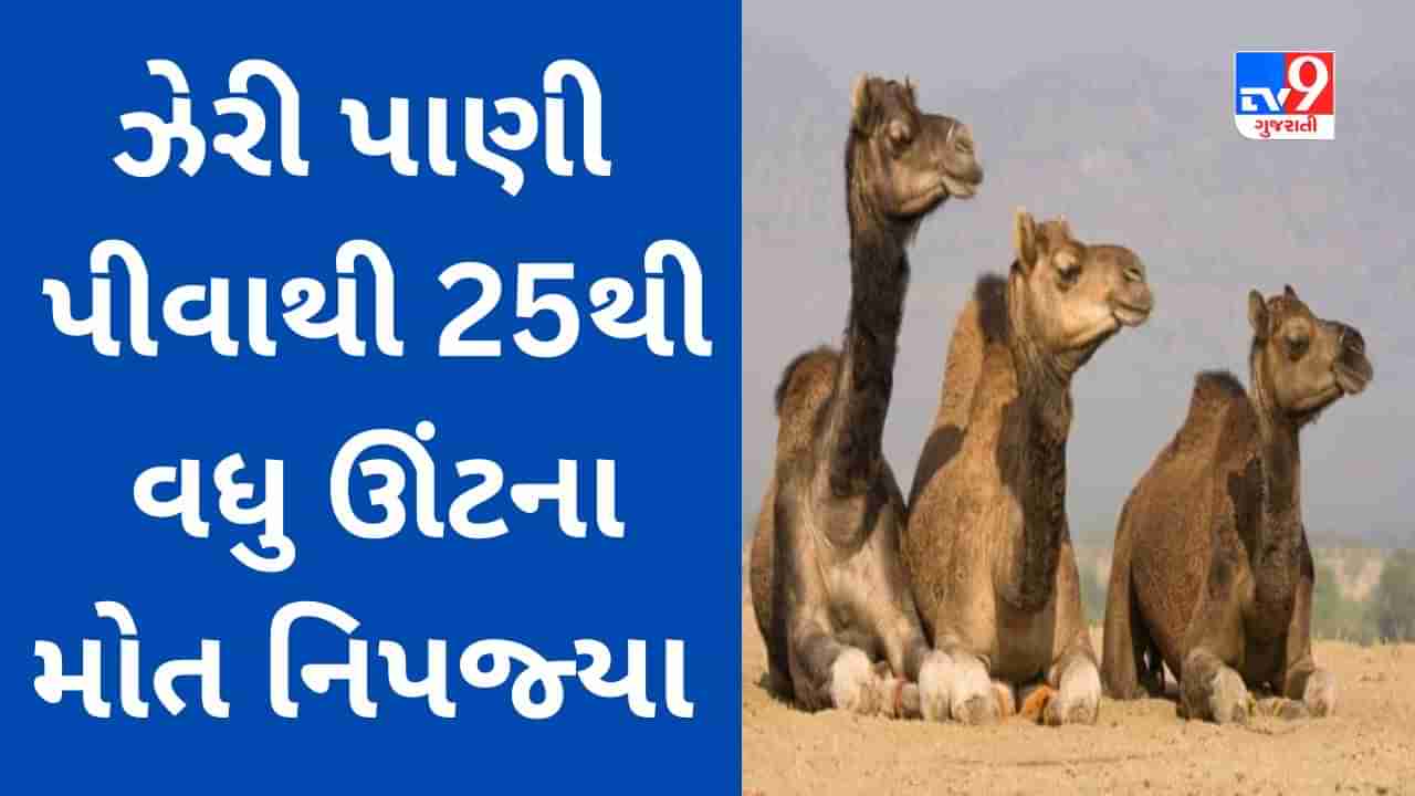 Breaking News : વાગરા તાલુકાના કચ્છીપુરા ગામે કેમિક્લયુક્ત ઝેરી પાણી પીવાથી 25 થી વધુ ઊંટના મોત નિપજ્યા