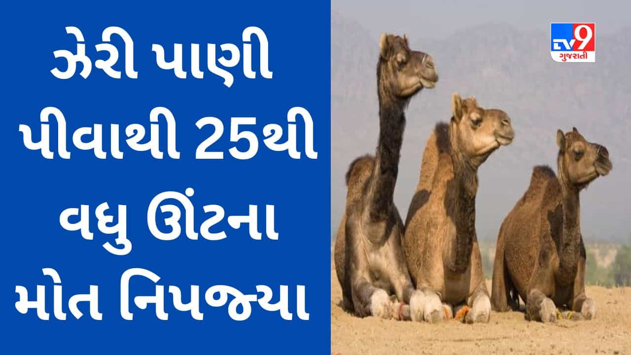 Breaking News : વાગરા તાલુકાના કચ્છીપુરા ગામે કેમિક્લયુક્ત ઝેરી પાણી પીવાથી 25 થી વધુ ઊંટના મોત નિપજ્યા