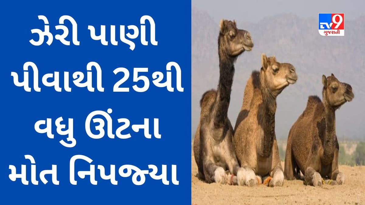 Breaking News : વાગરા તાલુકાના કચ્છીપુરા ગામે કેમિક્લયુક્ત ઝેરી પાણી પીવાથી 25 થી વધુ ઊંટના મોત નિપજ્યા Breaking News : વાગરા તાલુકાના કચ્છીપુરા ગામે કેમિક્લયુક્ત ઝેરી પાણી પીવાથી 25 થી વધુ ઊંટના મોત નિપજ્યા