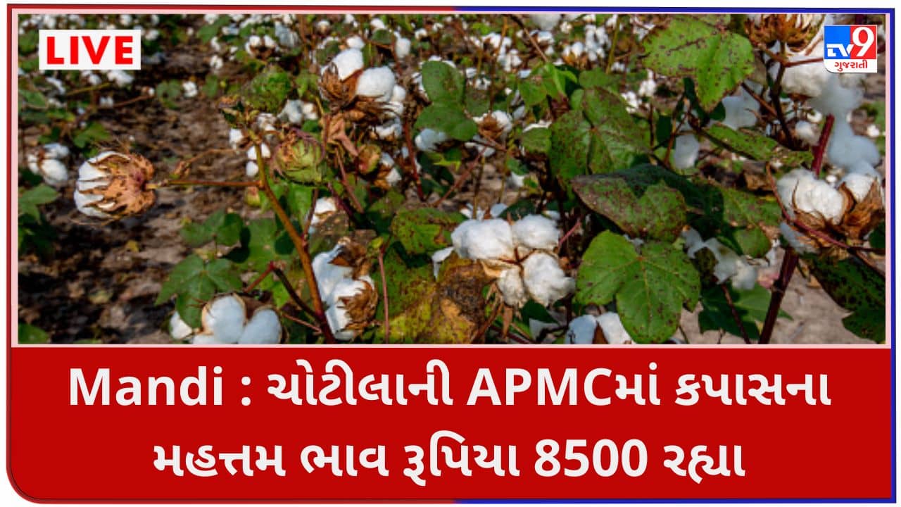 Mandi : ચોટીલાની APMCમાં કપાસના મહત્તમ ભાવ રૂપિયા 8500 રહ્યા, જાણો જુદા-જુદા પાકના ભાવ