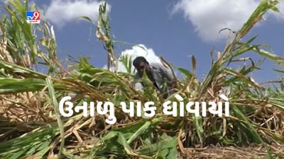 Gujarati Video: Rajkot: ઉપલેટાના ખેડૂતોને માવઠાએ રડાવ્યા, મગ, અડદ, તલ, જુવાર, બાજરીના પાકને વ્યાપક નુકસાન