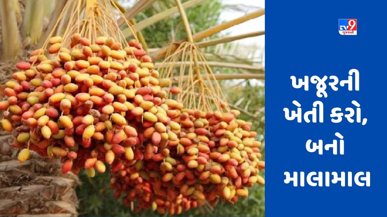 Farming આ પ્રકારની જમીનમાં ખજૂરની ખેતી કરવાથી બમ્પર ઉપજ મળશે, બની જશો