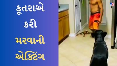 Viral Video : મરવાની શું એક્ટિંગ કરે છે આ Doggy, જોઈને તમે પણ કહેશો કે મોટો ડ્રામેબાજ છે