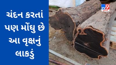ચંદન કરતાં પણ મોંઘુ છે આ વૃક્ષનું લાકડું, એક કિલોની કિંમત મિડલ ક્લાસ ફેમિલીની પસંદગીની કાર સમાન