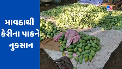 માવઠાના મારથી ગીરસોમનાથના ખેડૂતો લાચાર, તાલાલા ગીર, હરીપુર, આંકોલવાડી, સૂરવા, ધાવા ગામોમાં કમોસમી વરસાદથી કેરીના પાકને વ્યાપક નુકસાન- જુઓ Video