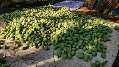 ગીરસોમનાથના ખેડૂતો પર છેલ્લા પાંચ-છ વર્ષથી કુદરતી ગ્રહણ લાગ્યુ છે. કુદરતી આફતોને કારણે કેરીના પાકને ભારે નુકસાન પહોંચ્યુ છે.