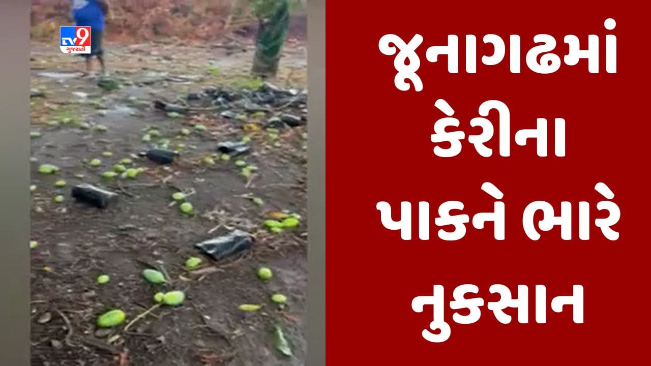 Gujarati video : જૂનાગઢમાં કરા સાથે કમોસમી વરસાદથી કેરીના પાકને ભારે નુકસાન, ખેડૂતોને ભારે નુકસાન Gujarati video : જૂનાગઢમાં કરા સાથે કમોસમી વરસાદથી કેરીના પાકને ભારે નુકસાન, ખેડૂતોને ભારે નુકસાન