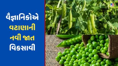 વૈજ્ઞાનિકોએ વટાણાની નવી જાત વિકસાવી, માત્ર 65 દિવસમાં તૈયાર થઈ જશે પાક, જાણો ખાસિયત