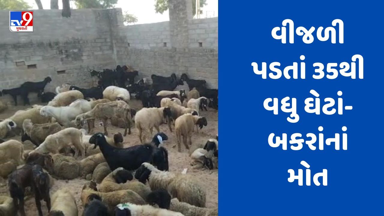 Breaking News : ખેડાના માતરના બરોડા ગામમાં વીજળી પડતા 35થી વધુ ઘેટાં-બકરાંનાં મોત