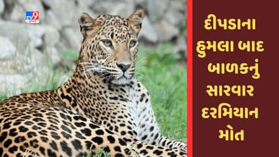 Gujarati Video: અમરેલીના રાજુલામાં દીપડાના હુમલાથી ઘાયલ બાળકનું સારવાર દરમિયાન મોત