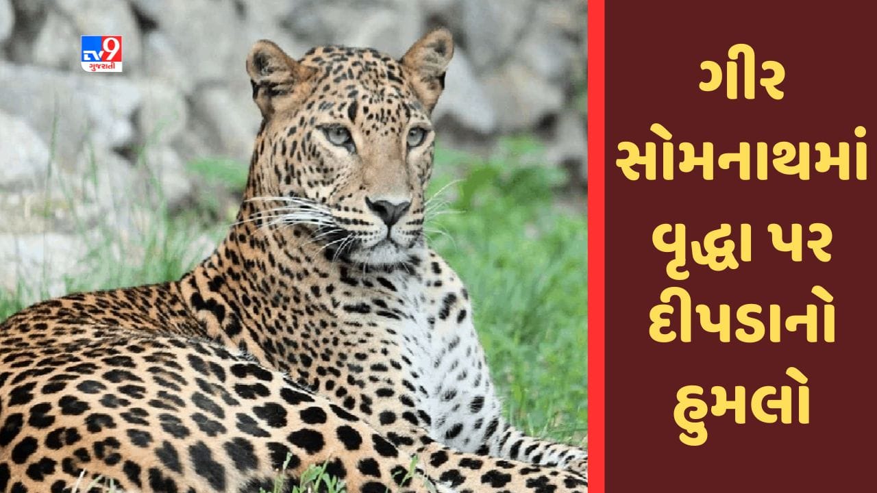 Gujarati Video : ગીર સોમનાથમાં વૃદ્ધા પર દીપડાનો હુમલો, વન વિભાગે દીપડાને પાંજરે પુરવા કવાયત હાથ ધરી Gujarati Video : ગીર સોમનાથમાં વૃદ્ધા પર દીપડાનો હુમલો, વન વિભાગે દીપડાને પાંજરે પુરવા કવાયત હાથ ધરી