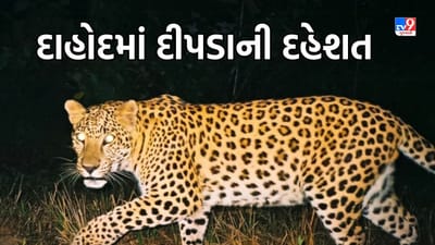 Gujarati Video: દાહોદના ગરબાડામાં સતત વધી રહી છે દીપડાની દહેશત, ફરી દીપડાએ વૃદ્ધાનો લીધો જીવ