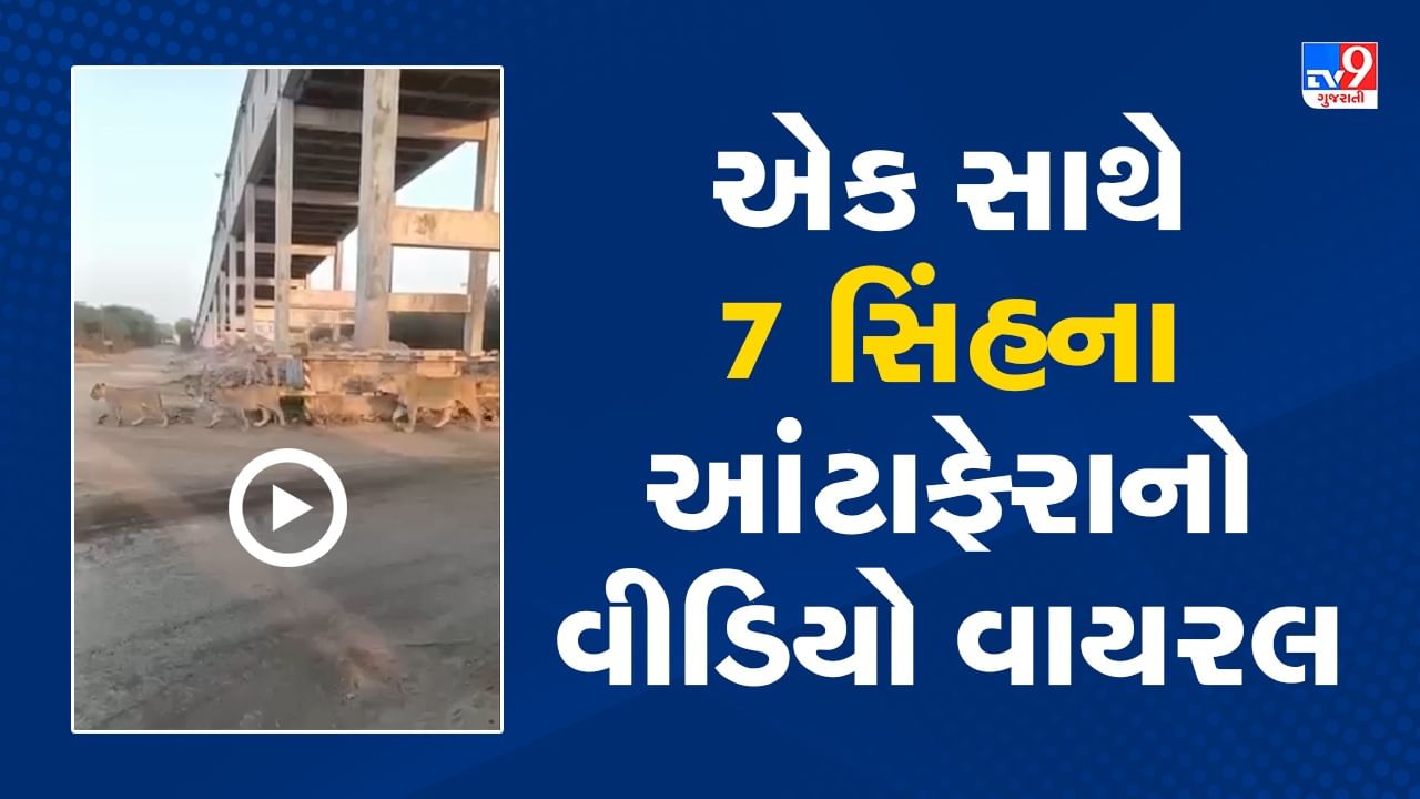 Gujarati Video: અમરેલી: રાજુલાના કોવાયા નજીક એકસાથે 7 સિંહોના આંટાફેરા, ગરમીને કારણે દરિયાકાંઠા વિસ્તારોમાં વધી સિંહોની અવરજવર