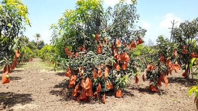 કેરી પકવતા ખેડૂતો માટે તો ક્લાઈમેટ ચેન્જ અને ફળ માખીને કારણે સીધી અસર કેરી પર પડે છે તેથી કેરીના રક્ષણ અને સારા ઉત્પાદન માટે ખેડૂતોએ એગ્રીકલ્ચર યુનિવર્સિટીના માધ્યમથી કેરીને રક્ષણ માટેના ઉપાયો જરૂરી બની ગયા હતા.