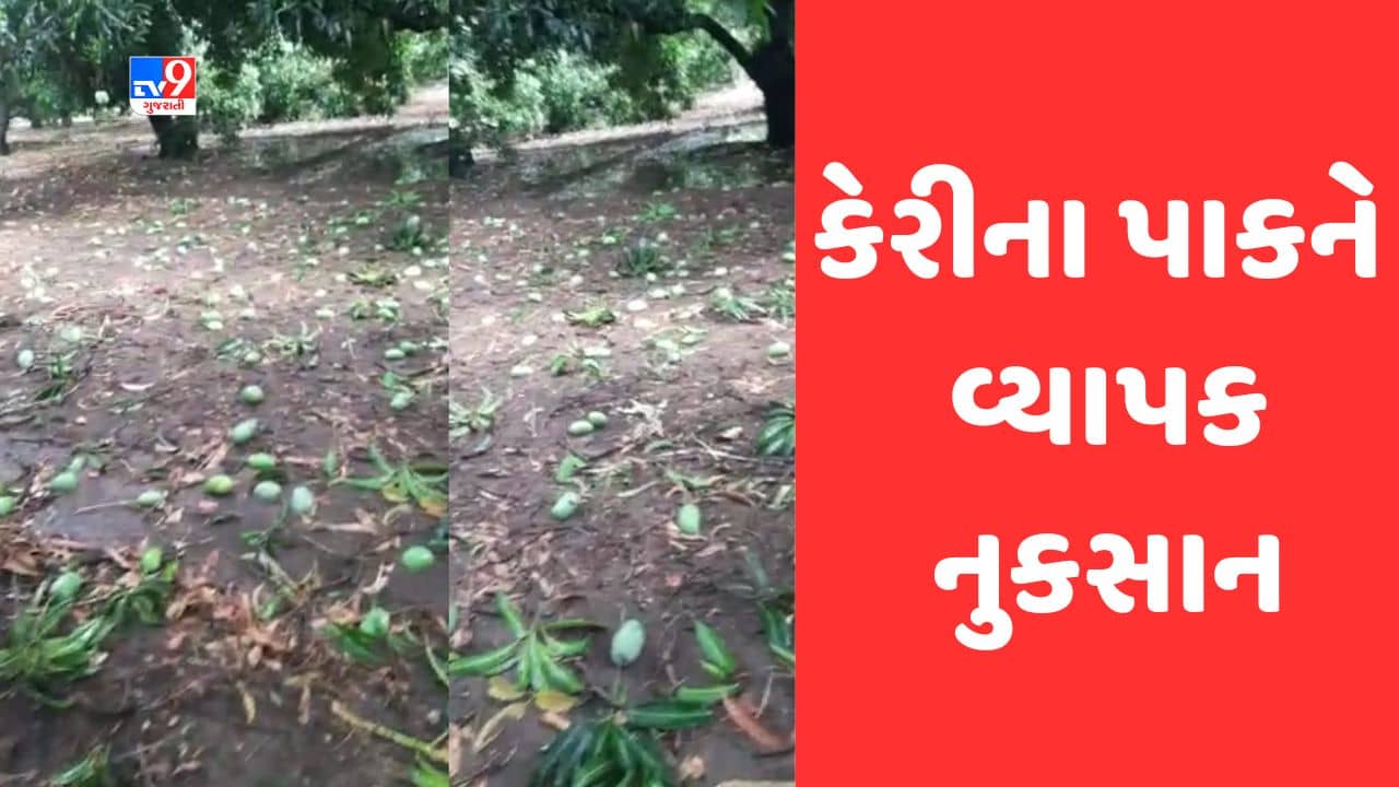 Gujarati Video: તાલાલા ગીરમાં કમોસમી વરસાદથી આંબાના ખેતરોમાં ભરાયા પાણી, કેરીના પાકને મોટો ફટકો