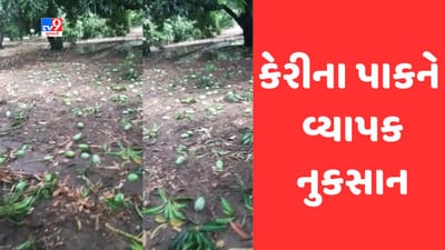 Gujarati Video: તાલાલા ગીરમાં કમોસમી વરસાદથી આંબાના ખેતરોમાં ભરાયા પાણી, કેરીના પાકને મોટો ફટકો