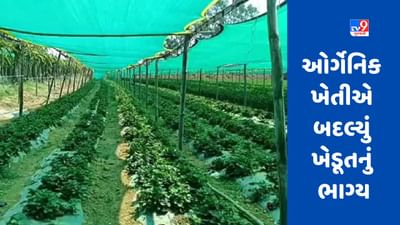 Success Story : ઓર્ગેનિક ખેતીએ બદલ્યું ખેડૂતનું ભાગ્ય, હવે લાખોમાં આવક