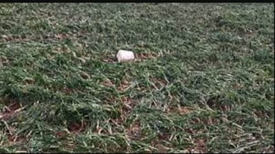 Rain Alert: કમોસમી વરસાદને કારણે આ રાજ્યમાં ડુંગળીનો પાક બરબાદ, ખેતરોમાં વરસાદી પાણી ભરાયા