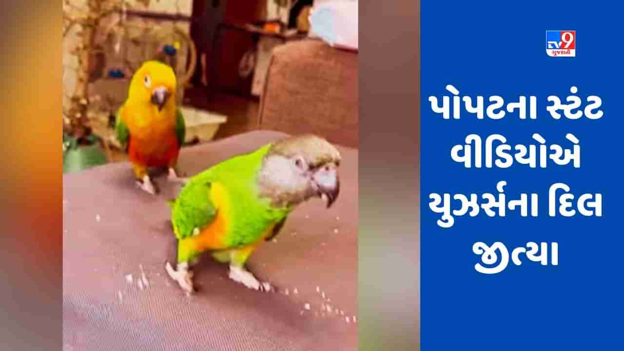 Parrot Viral Video : પોપટે પોતાના સ્ટંટથી યુઝર્સના દિલ જીત્યા, લોકોએ કહ્યું- ભાઇ, પાપી પેટ કા સવાલ હૈ