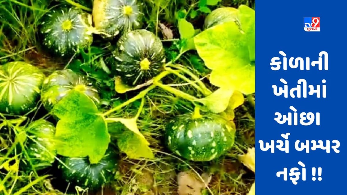 Farming: કોળાની ખેતીએ આ રીતે બદલ્યું ખેડૂતોનું નસીબ, ઓછા ખર્ચે થઈ રહ્યો છે બમ્પર નફો