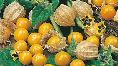 Rasbhari Farming:  'રસભરી' સ્વાદથી ભરપૂર, ખેડૂતોને ઓછી કિંમતની ખેતીમાં લાખોનો ફાયદો થશે