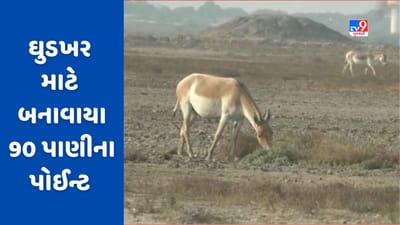 Gujarati Video: કાળઝાળ ગરમીમાં વન્ય પ્રાણીઓને પાણી માટે નહીં કરવી પડે રઝળપાટ, ધ્રાંગધ્રા પાસે આવેલા ઘુડખર અભયારણ્યમાં 90 પાણીના પોઈન્ટ બનાવાયા