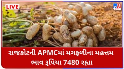 Mandi : રાજકોટની APMCમાં મગફળીના મહત્તમ ભાવ રૂપિયા 7480 રહ્યા, જાણો જુદા-જુદા પાકના ભાવ