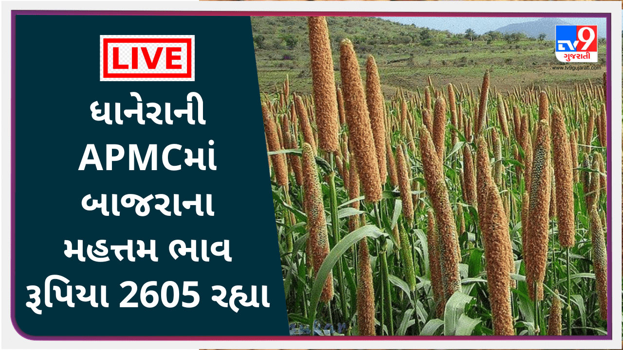 Mandi : ધાનેરાની APMCમાં બાજરાના મહત્તમ ભાવ રૂપિયા 2605 રહ્યા, જાણો જુદા-જુદા પાકના ભાવ