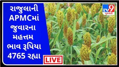 Mandi : રાજુલાની APMCમાં જુવારના મહત્તમ ભાવ રૂપિયા 4765 રહ્યા, જાણો જુદા-જુદા પાકના ભાવ