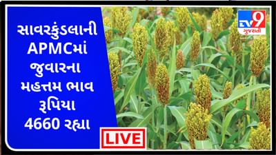 Mandi : સાવરકુંડલાની APMCમાં જુવારના મહત્તમ ભાવ રૂપિયા 4660 રહ્યા, જાણો જુદા-જુદા પાકના ભાવ
