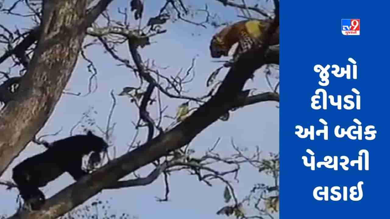 Viral video: દીપડા સાથે લડવા ઝાડ પર પહોંચ્યો બ્લેક પેન્થર, જુઓ લડાઈનો અનોખો વીડિયો
