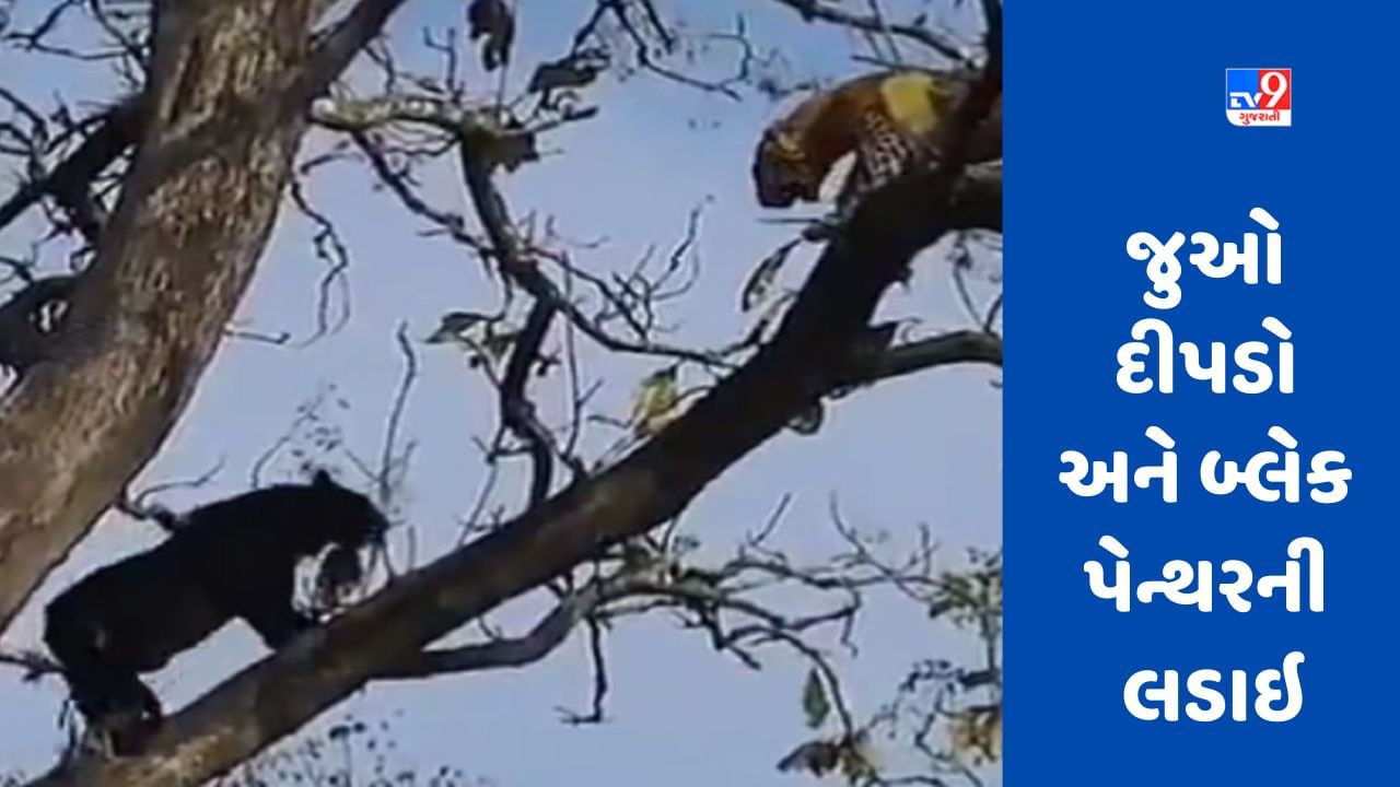 Viral video: દીપડા સાથે લડવા ઝાડ પર પહોંચ્યો 'બ્લેક પેન્થર', જુઓ લડાઈનો અનોખો વીડિયો