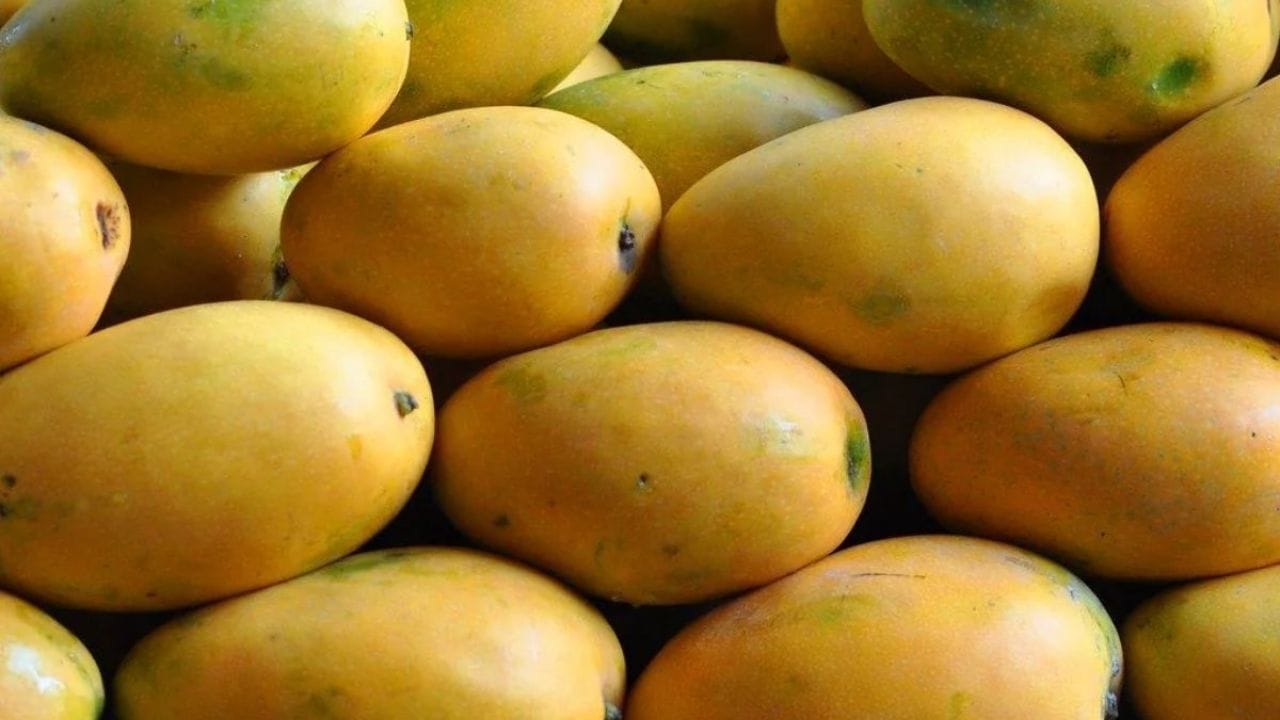 ફળોનો રાજા કેરી - કેરીને ફળોનો રાજા કહેવામાં આવે છે. વિશ્વના ઘણા દેશોમાં કેરીની વિવિધ જાતો છે. છતાં ભારતનું પ્રખ્યાત ફળ કેરી છે. સ્વાદ, સ્વાસ્થ્ય અને શક્તિ વધારવાની બાબતમાં કેરી તમામ ફળોમાં આગળ છે. કેરીઓ વિવિધ જાતિની છે. પરંતુ તમામ કેરીના ગુણો લગભગ સરખા જ હોય ​​છે. કેરીને જમતા પહેલા 2-3 કલાક પાણીમાં રાખવાથી ગરમી દૂર થાય છે.