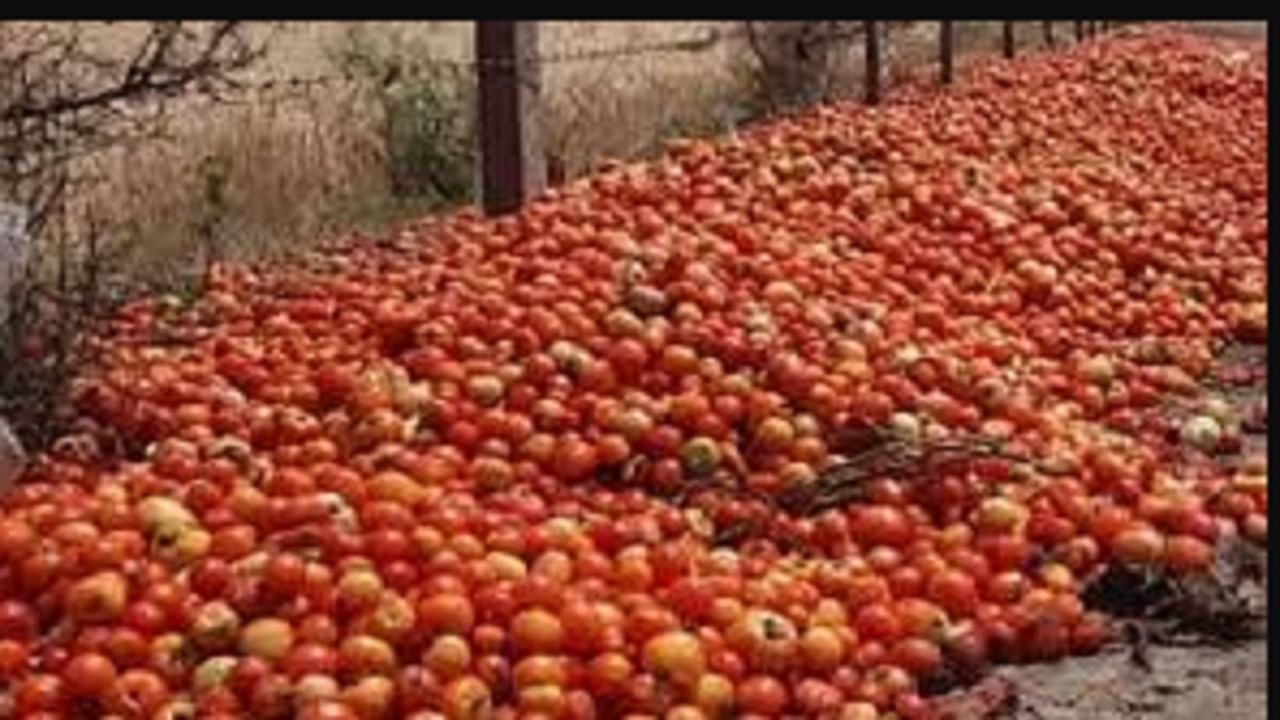 આવી સ્થિતિમાં ટામેટા સામાન્ય લોકો માટે એક સ્વપ્ન બની ગયું છે. ભાવમાં લાગેલી આગને કારણે હવે માત્ર પૈસાવાળા લોકો જ ટામેટાં ખરીદી રહ્યા છે. સામાન્ય લોકો શાકભાજીમાં ખાટા લાવવા માટે દહીંનો ઉપયોગ કરે છે. જો કે દહીં ટામેટાંનો ઉમેરો ન આપી શકે, પરંતુ મનને સંતોષ મળે છે.