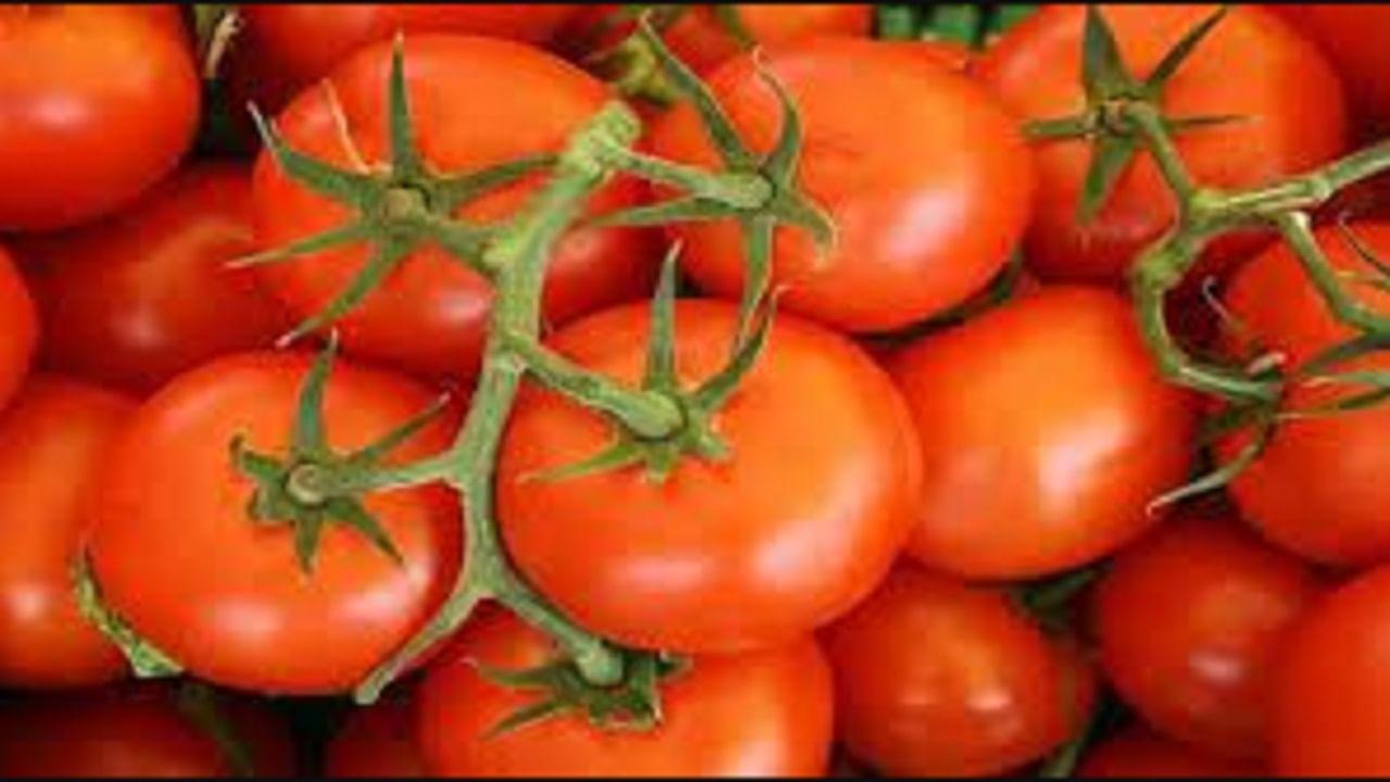 વર્મી કમ્પોસ્ટ અને ઓર્ગેનિક ખાતર સાથે માટી ભેળવીને આ વાસણો ભરો. આ પછી, તમે બજારમાંથી હાઇબ્રિડ ટમેટાના છોડ ખરીદી શકો છો અને તેને વાવી શકો છો. બજારમાં પુસા હાઇબ્રિડ-4, પુસા હાઇબ્રિડ-1, રશ્મી, પુસા હાઇબ્રિડ-2 અને અવિનાશ-2 સહિત ટામેટાંની ઘણી જાતો છે. તમે કોઈપણ પ્રકારની ખેતી કરી શકો છો.