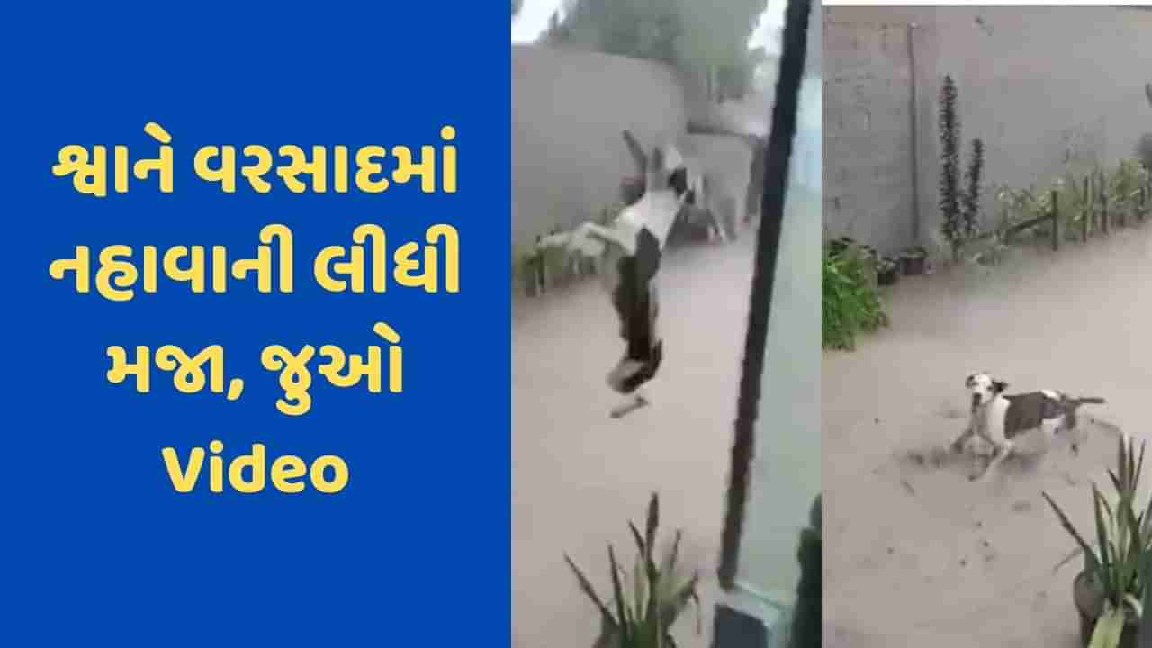 Viral Video: કાળઝાળ ગરમીમાં વરસાદ પડતા શ્વાન મોજમાં આવી ગયો, કૂદીને કરવા લાગ્યો ડાન્સ