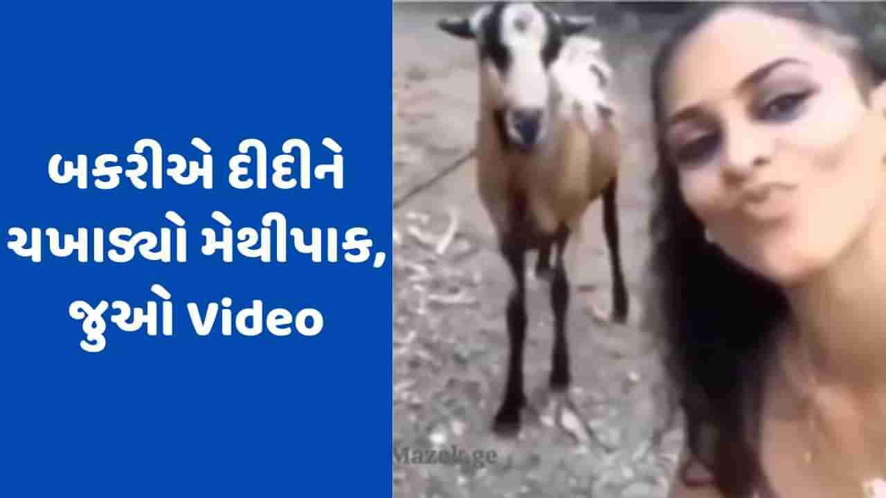 Viral Video: બકરી સાથે રીલ બનાવી છોકરીને પડી ભારે, કર્યો એવો હુમલો, લોકોએ કહ્યું: દીદીની યાદશક્તિ ગઈ