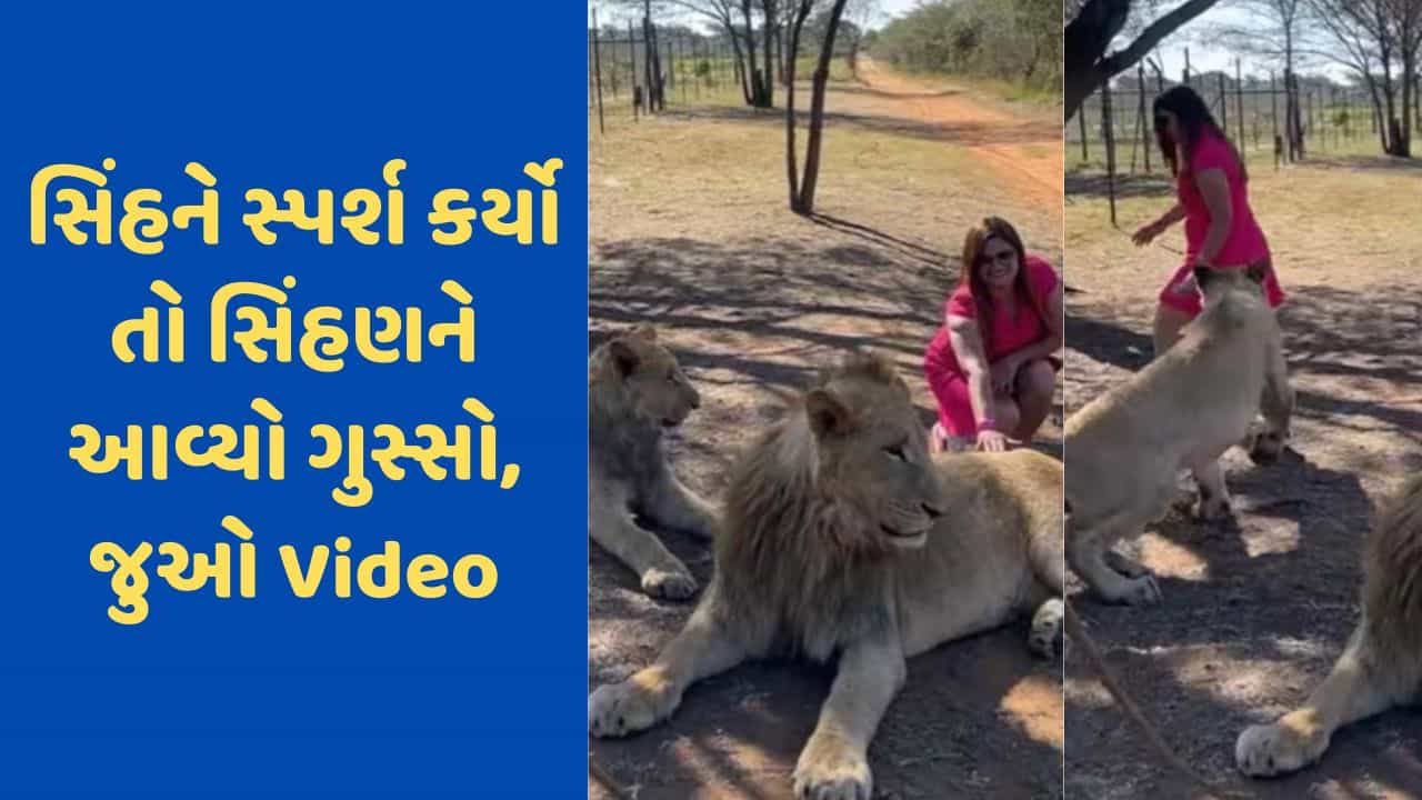 Viral Video: મહિલાએ સિંહને સ્પર્શ કરવાની કરી હિંમત, ગુસ્સે થયેલી સિંહણે તેનો પીછો કર્યો, વીડિયો જોઈ તમે ચોંકી જશો